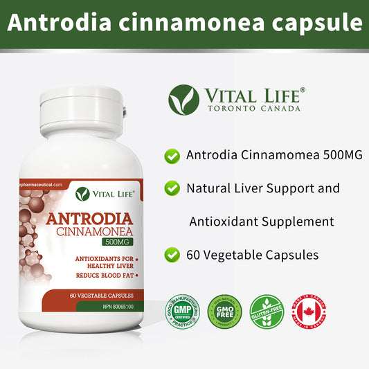 Antrodia Cinnamonea