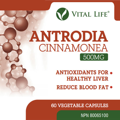 Antrodia Cinnamonea