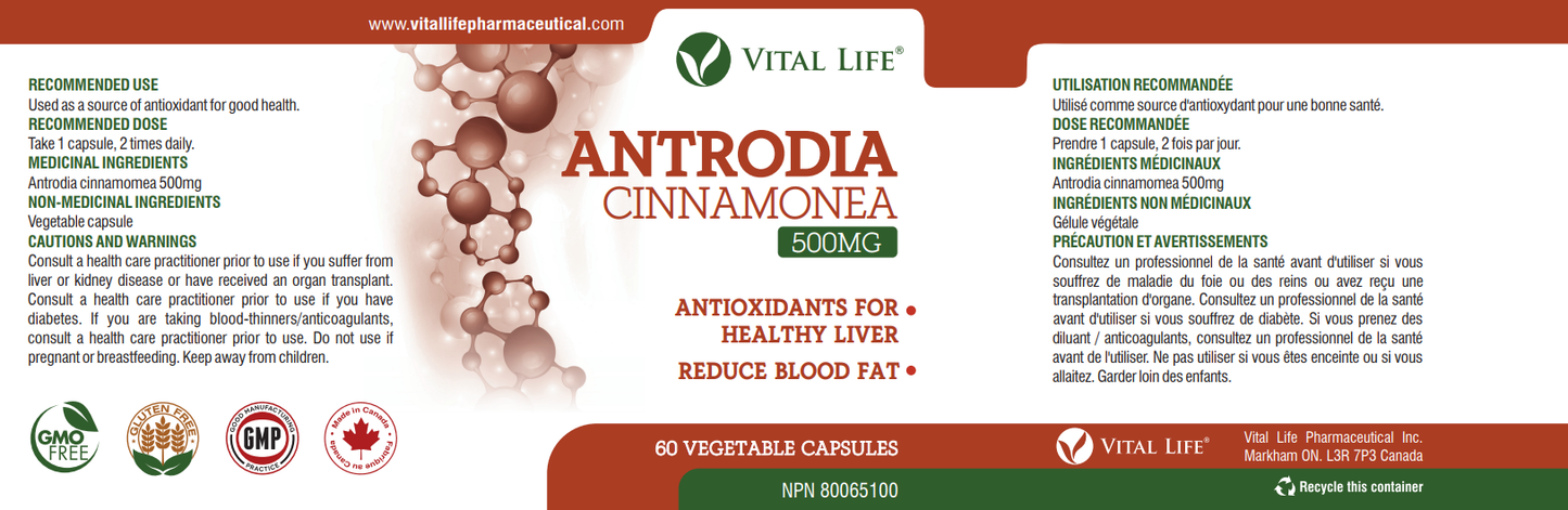 Antrodia Cinnamonea