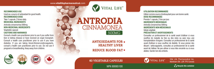 Antrodia Cinnamonea