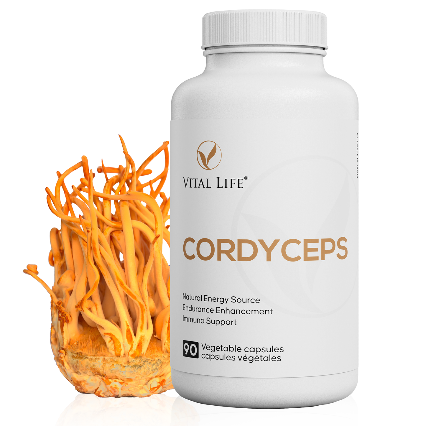 CORDYCEPS